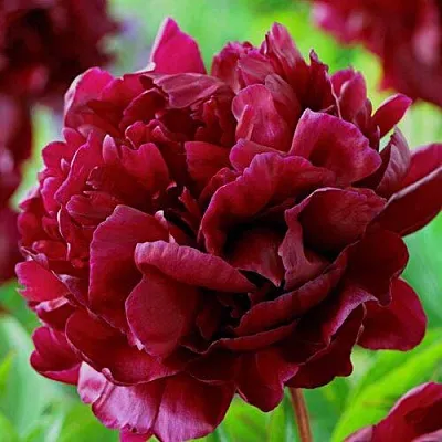 Пион АРМАНИ травянистый  Пион АРМАНИ травянистый в Владивостоке