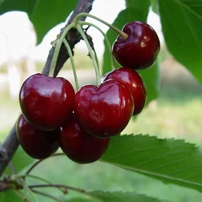 Черешня СТЕЛЛА  Черешня СТЕЛЛА в Владивостоке