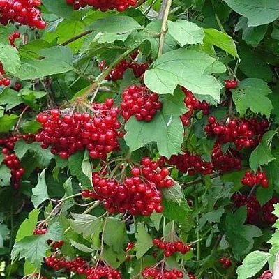 Калина КОМПАКТУМ  Калина КОМПАКТУМ в Владивостоке