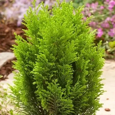 Кипарисовик ЭЛВУДИ ГОЛД лавсона в Владивостоке