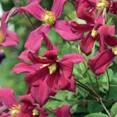 Клематис СТРОУБЕРРИ ФИЛДС  Клематис СТРОУБЕРРИ ФИЛДС в Владивостоке