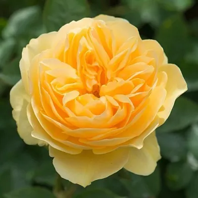 Саженцы роз ГРЕХАМ ТОМАС английская  Саженцы роз ГРЕХАМ ТОМАС английская в Владивостоке