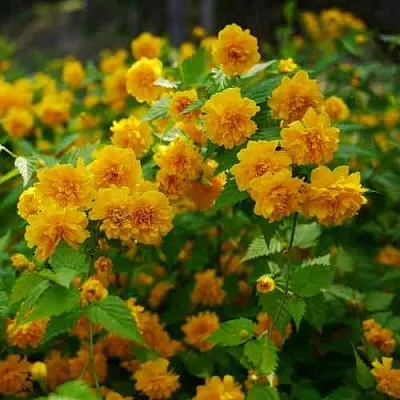 Керрия японская ПЛЕНИФЛОРА  Керрия японская ПЛЕНИФЛОРА в Владивостоке