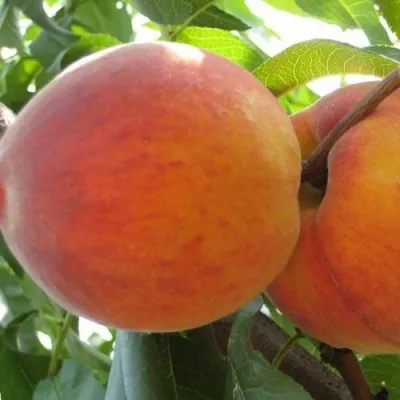 Персик СОЧНЫЙ — описание сорта Персик СОЧНЫЙ в Владивостоке