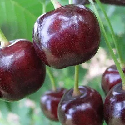 Дюк ФАКЕЛ  Дюк ФАКЕЛ в Владивостоке