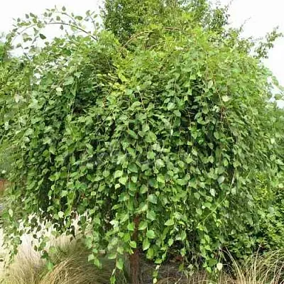 Береза САММЕР КАСКАД черная  Береза САММЕР КАСКАД черная в Владивостоке