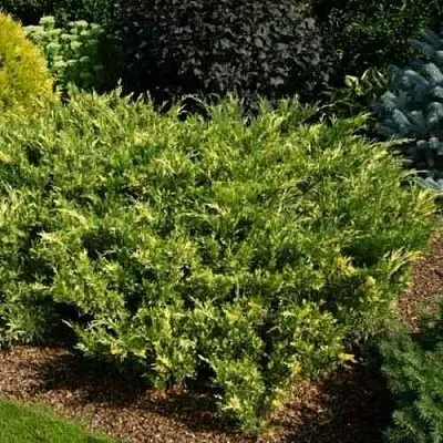 Можжевельник ВАРИЕГАТА казацкий в Владивостоке