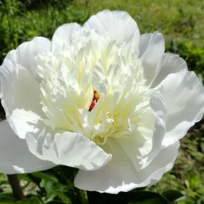 Пион ИММАКУЛИ травянистый  Пион ИММАКУЛИ травянистый в Владивостоке