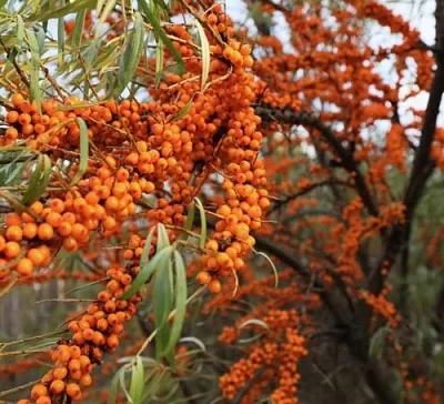 Облепиха СЕРАФИМА в Владивостоке
