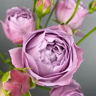 Саженцы роз ЛАВЕНДЕР БАБЛС спрей  Саженцы роз ЛАВЕНДЕР БАБЛС спрей в Владивостоке