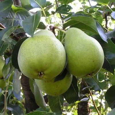 Груша МАСЛЯНИСТАЯ ЛЕТНЯЯ  Груша МАСЛЯНИСТАЯ ЛЕТНЯЯ в Владивостоке