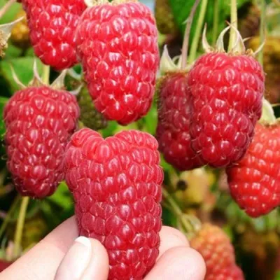 Малина МОСКОВСКИЙ ВЕЛИКАН в Владивостоке