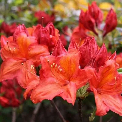 Азалия ЛИЛИНШТЕЙН японская  Азалия ЛИЛИНШТЕЙН японская в Владивостоке