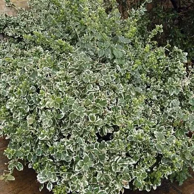 Бересклет ЭМЕРАЛЬД ГАИТИ форчуна  Бересклет ЭМЕРАЛЬД ГАИТИ форчуна в Владивостоке