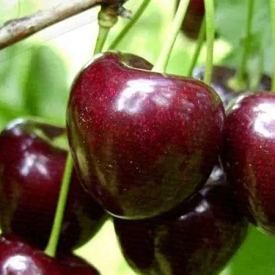 Черешня РОССОШАНСКАЯ КРУПНАЯ  Черешня РОССОШАНСКАЯ КРУПНАЯ в Владивостоке