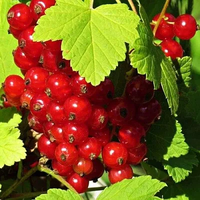 Смородина красная ГАЗЕЛЬ  Смородина красная ГАЗЕЛЬ в Владивостоке
