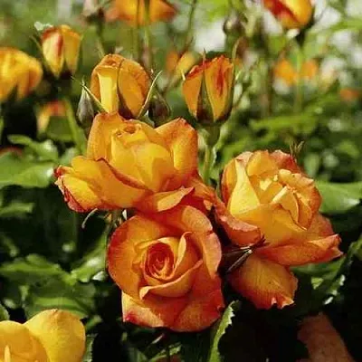 Саженцы роз САХАРА плетистая  Саженцы роз САХАРА плетистая в Владивостоке