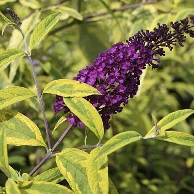 Буддлея давида САНТАНА  в Владивостоке