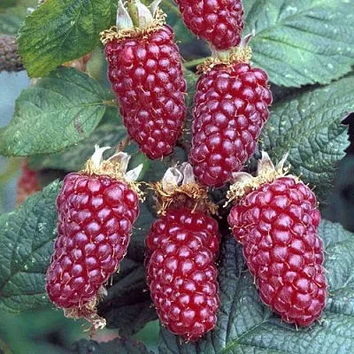 Ежемалина ТАЙБЕРРИ  Ежемалина ТАЙБЕРРИ в Владивостоке