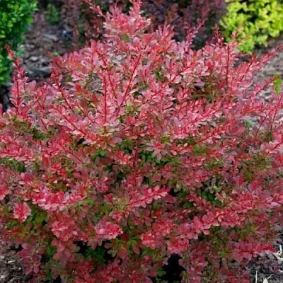 Барбарис ГОЛДЕН РИНГ тунберга в Владивостоке