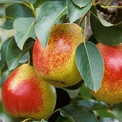 Груша ГОРНАЯ КРАСАВИЦА  Груша ГОРНАЯ КРАСАВИЦА в Владивостоке