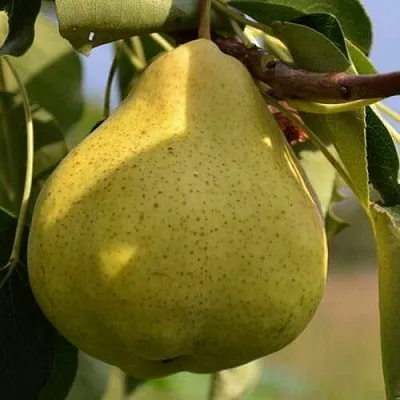 Саженцы груши Великая летняя Саженцы груши Великая летняя