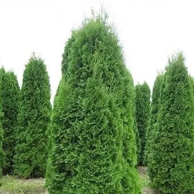 Туя КОЛУМНА западная  Туя КОЛУМНА западная в Владивостоке