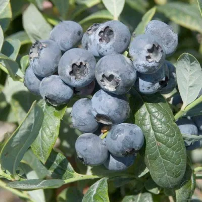 Голубика БРИГИТТА — описание сорта Голубика БРИГИТТА в Владивостоке