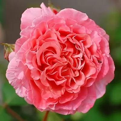 Саженцы роз ЛОРАН КАБРОЛЬ шраб  Саженцы роз ЛОРАН КАБРОЛЬ шраб в Владивостоке