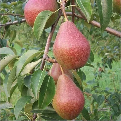 Груша РУМЯНАЯ КЕДРИНА  Груша РУМЯНАЯ КЕДРИНА в Владивостоке