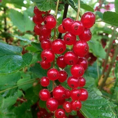 Смородина красная КОНСТАНТИНОВСКАЯ  Смородина красная КОНСТАНТИНОВСКАЯ в Владивостоке