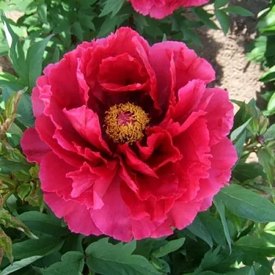 Пион КРАСНЫЙ ГИГАНТ древовидный в Владивостоке