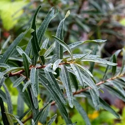 Облепиха АДАМ (МУЖСКАЯ) в Владивостоке
