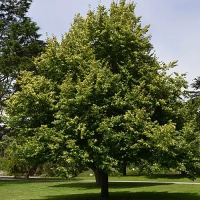 Липа сердцевидная  Липа сердцевидная в Владивостоке