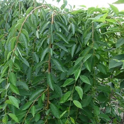 Черешня ПЕНДУЛА декоративная  Черешня ПЕНДУЛА декоративная в Владивостоке