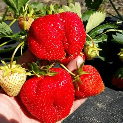 Клубника АПРИКА  Клубника АПРИКА в Владивостоке