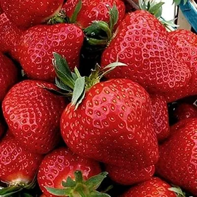 Клубника КЛЕРИ  Клубника КЛЕРИ в Владивостоке