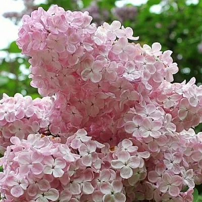 Сирень ВЕЧЕРНИЙ ЗВОН  Сирень ВЕЧЕРНИЙ ЗВОН в Владивостоке