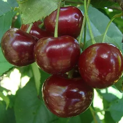 Дюк КОРМИЛИЦА  Дюк КОРМИЛИЦА в Владивостоке