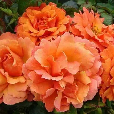 Саженцы роз БРИДЖ ОФ САЙЗ плетистая  Саженцы роз БРИДЖ ОФ САЙЗ плетистая в Владивостоке