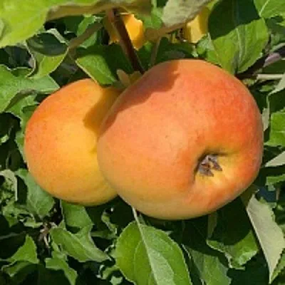 Яблоня АНТОНОВКА ЗОЛОТАЯ  Яблоня АНТОНОВКА ЗОЛОТАЯ в Владивостоке