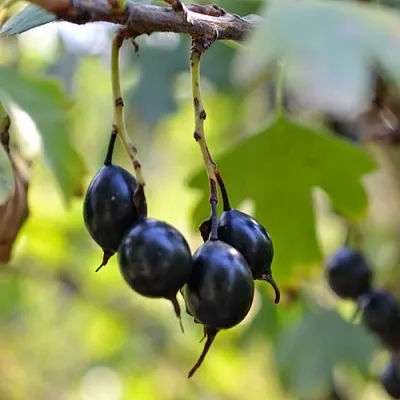 Смородина золотистая ДУСТЛИК  Смородина золотистая ДУСТЛИК в Владивостоке