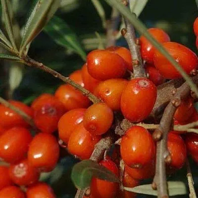 Облепиха ВОРОБЬЕВСКАЯ в Владивостоке