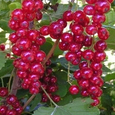 Смородина красная ПУРПУРНАЯ  Смородина красная ПУРПУРНАЯ в Владивостоке