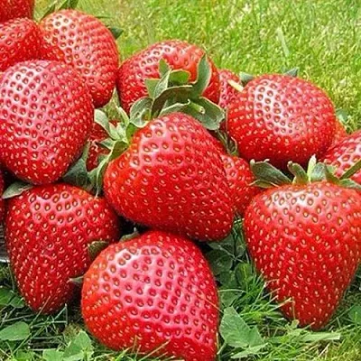 Клубника ЭЛИАНЕ  Клубника ЭЛИАНЕ в Владивостоке