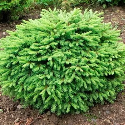 Ель НИДИФОРМИС обыкновенная в Владивостоке