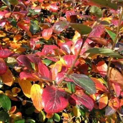 Кизильник блестящий в Владивостоке