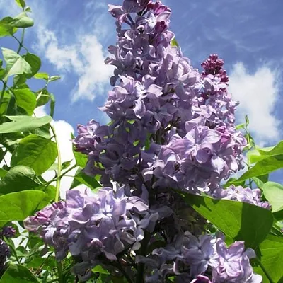 Сирень КРЫЛЬЯ НАДЕЖДЫ  Сирень КРЫЛЬЯ НАДЕЖДЫ в Владивостоке