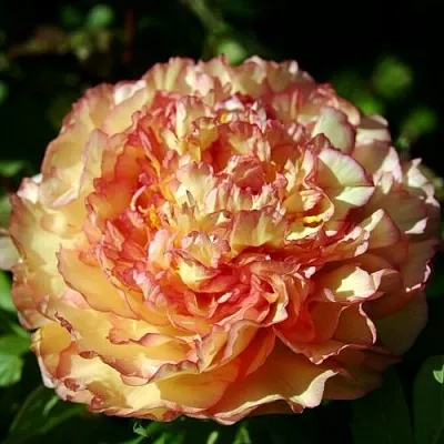 Пион ЗОЛОТАЯ РОССЫПЬ древовидный в Владивостоке