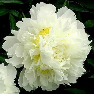 Пион ЗОЛОТОЙ ОРЕОЛ травянистый  Пион ЗОЛОТОЙ ОРЕОЛ травянистый в Владивостоке